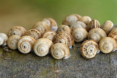 《异形：火力小队》IGN 7分 战斗精彩、重复度高